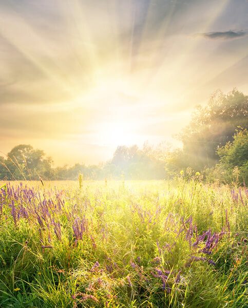 Meadow with wildflowers under the bright sun